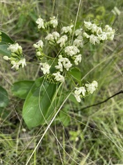 Clerodendrum formicarum, photograph (c) Robert Taylor, some rights reserved (CC BY)