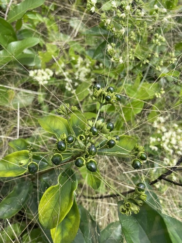 Clerodendrum formicarum, photograph 4