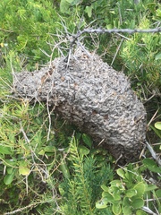 Crematogaster peringueyi