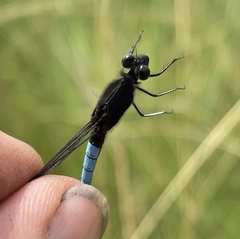 Platycypha bamptoni