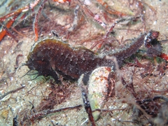 Hippocampus guttulatus
