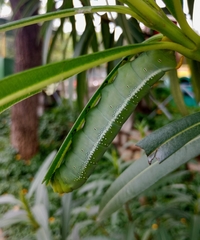 Daphnis nerii