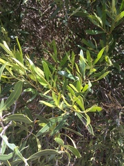 Olea exasperata