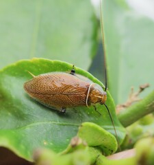 Balta bicolor