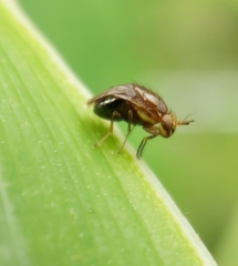 Steganopsis melanogaster