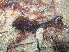 Hippocampus guttulatus