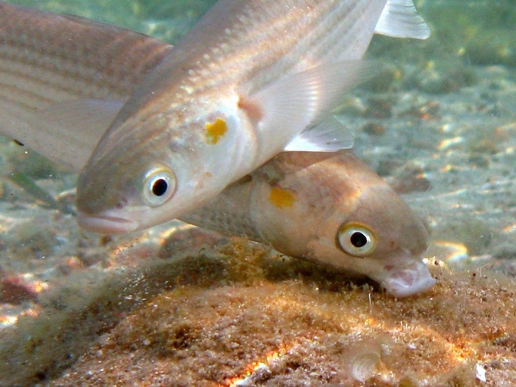 Golden Grey Mullet