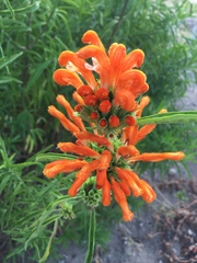 Leonotis leonurus