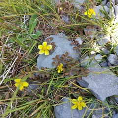 Argentina anserinoides