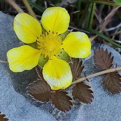 Argentina anserinoides