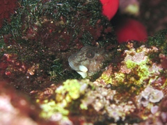 Coryphoblennius galerita
