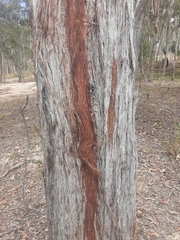 Eucalyptus mediocris
