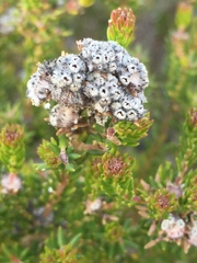 Phylica ericoides