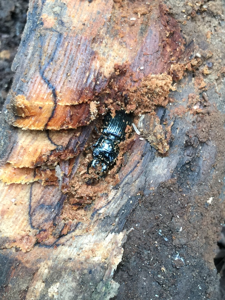 Ceruchus minor