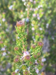 Phylica ericoides