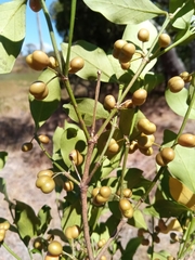 Peponidium buxifolium