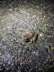 Rana draytonii