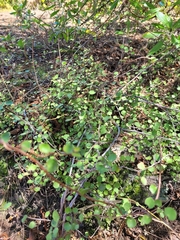 Muehlenbeckia complexa