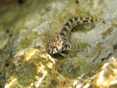 Coryphoblennius galerita
