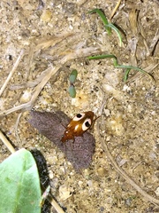 Lebidia bimaculata