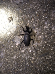 Carabus