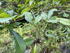 Schinus terebinthifolia