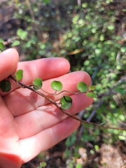 Muehlenbeckia complexa