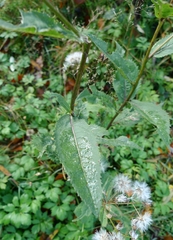 Senecio ovatus