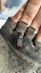 Carabus