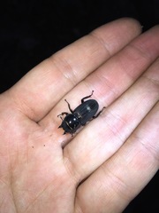 Dorcus