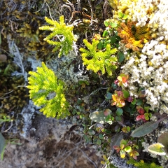 Austrolycopodium fastigiatum