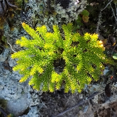 Austrolycopodium fastigiatum