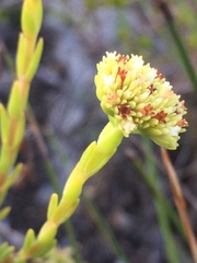 Crassula subulata