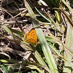 Lycaena