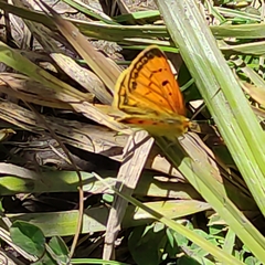 Lycaena