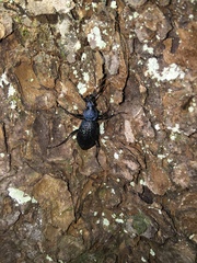 Carabus crassesculptus