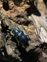 Platycerus