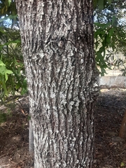 Casuarina cunninghamiana
