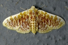 Polygrammodes sanguinalis