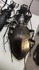 Carabus sui
