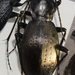 Carabus sui - Photo (c) qwpool, some rights reserved (CC BY-NC)