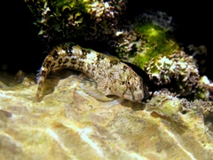 Coryphoblennius galerita