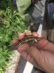 Diploderma micangshanense