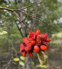 Xylopia