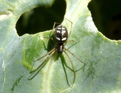 Microlinyphia pusilla