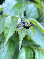 Synanthedon tipuliformis