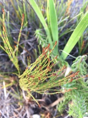 Elegia microcarpa