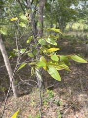 Xylopia