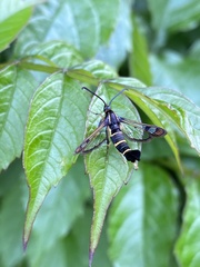 Synanthedon tipuliformis