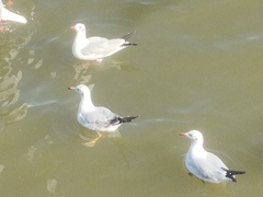 Chroicocephalus brunnicephalus